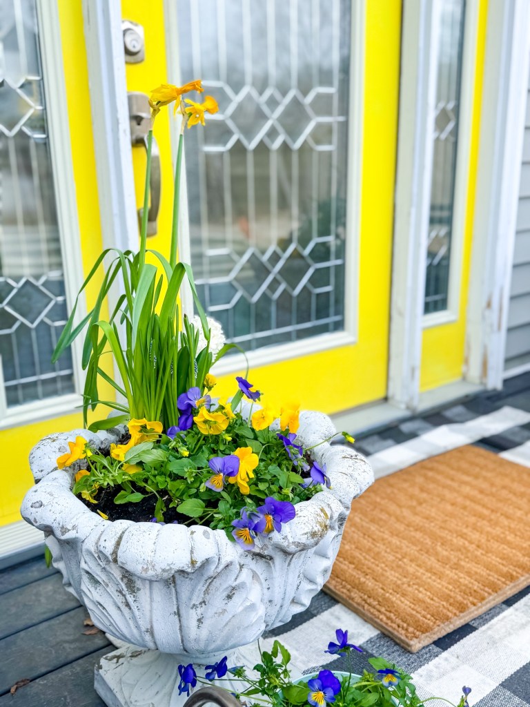 Daffodils, Pansies, and Hyacinths by my front door.