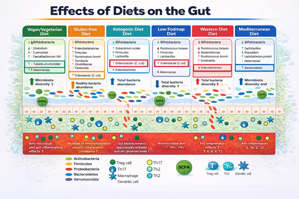 Infographic illustrating the effects of various diets on gut microbiota, including Vegan, Gluten-free, Ketogenic, Low Fodmap, Western, and Mediterranean diets, highlighting changes in Bifidobacteria, total bacteria abundance, microbiota diversity, and associated immune responses.